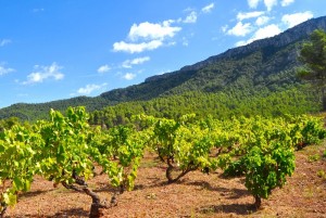 priorat feria del vino ruta del vino vies altes